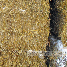 Пшеничная солома прессованная в большие брикеты