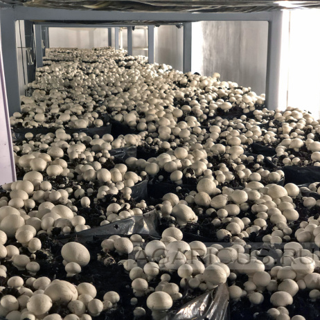 Камера готова к началу сбора грибов